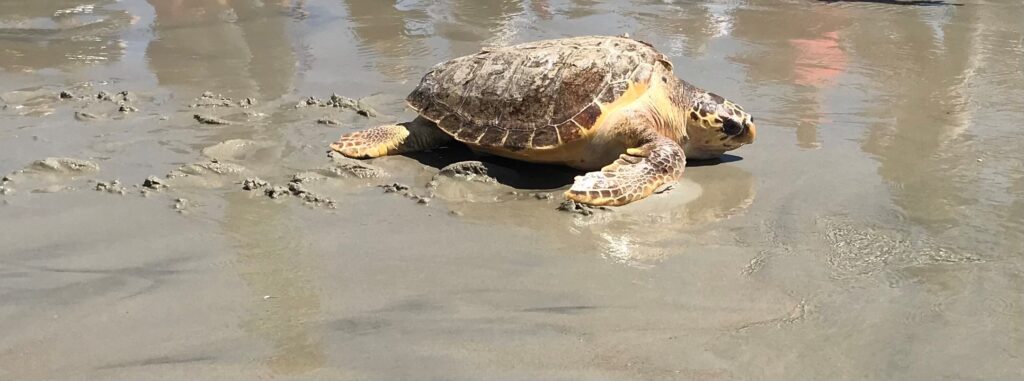 Sea Turtle