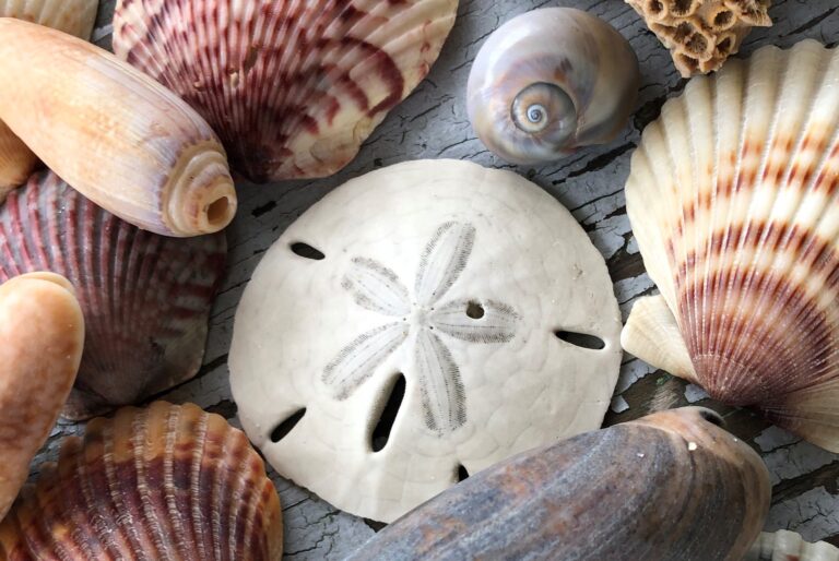 Sand Dollar
