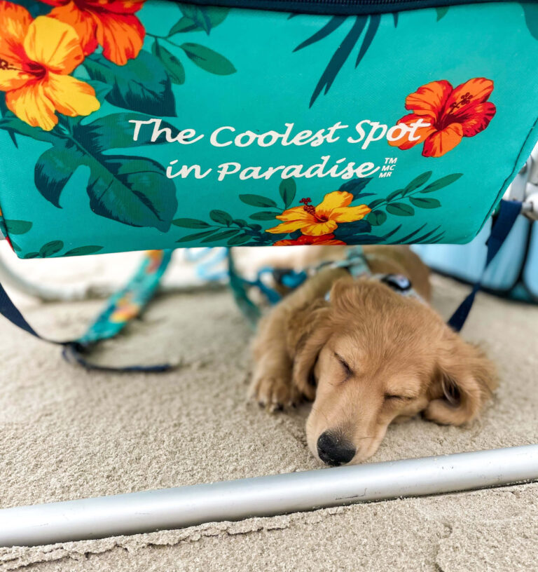 PETS ON THE BEACH