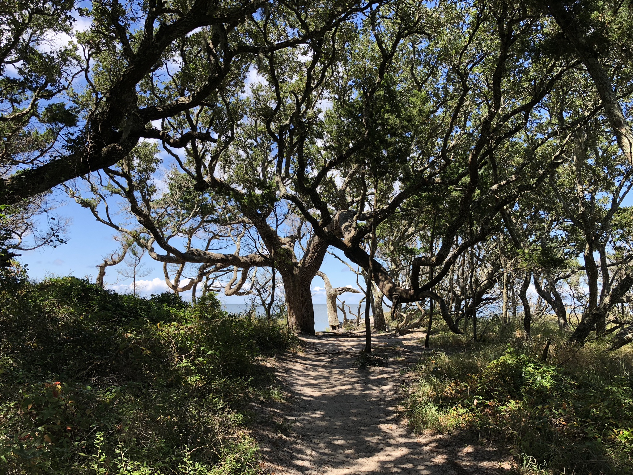 Springer's Point