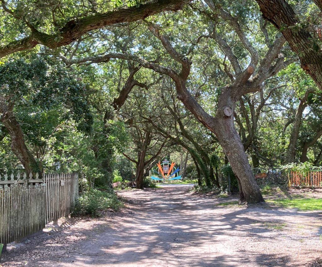 Old Oak Trees on Ocracoke