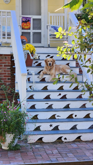 Dog Posing