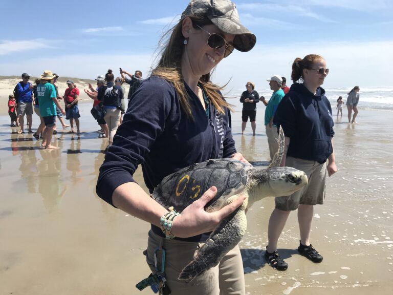 SEA TURTLES RELEASED TO THE OCEAN ON OCRACOKE