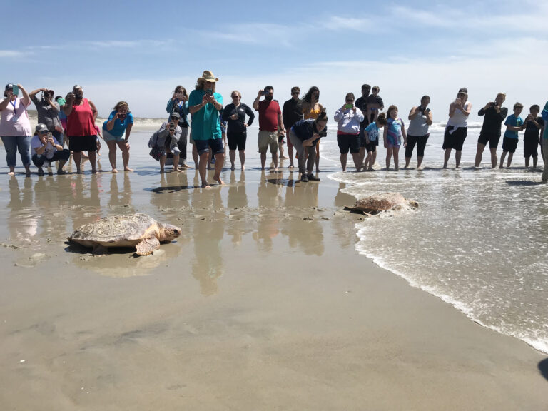 SEA TURTLES RELEASED TO THE OCEAN ON OCRACOKE