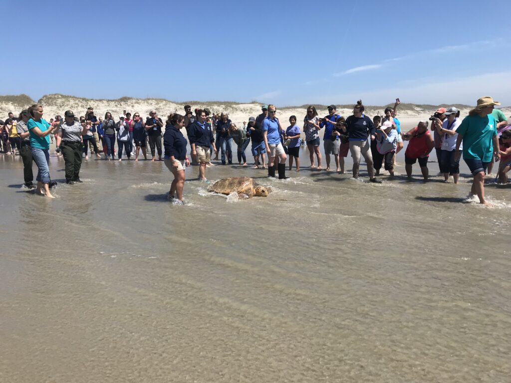 READY TO START THEIR NEW LIFE IN THE OCEAN The sea turtles included five loggerheads, four green and three Kemp's ridley. All of these amazing turtles traveled from the North Carolina Aquarium on Roanoke Island where they were treated at the Sea Turtle Assistance and Rehabilitation (STAR) Center. The largest of the turtles released on Ocracoke was a 275 lb. Loggerhead, one of nearly 200 cold-stunned turtles that were rescued by NEST volunteers and treated at the STAR Center this winter.