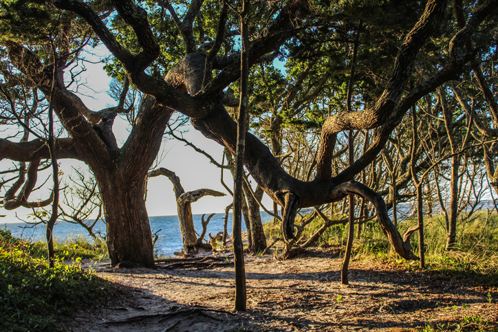 THINGS TO DO IN DECEMBER ON OCRACOKE