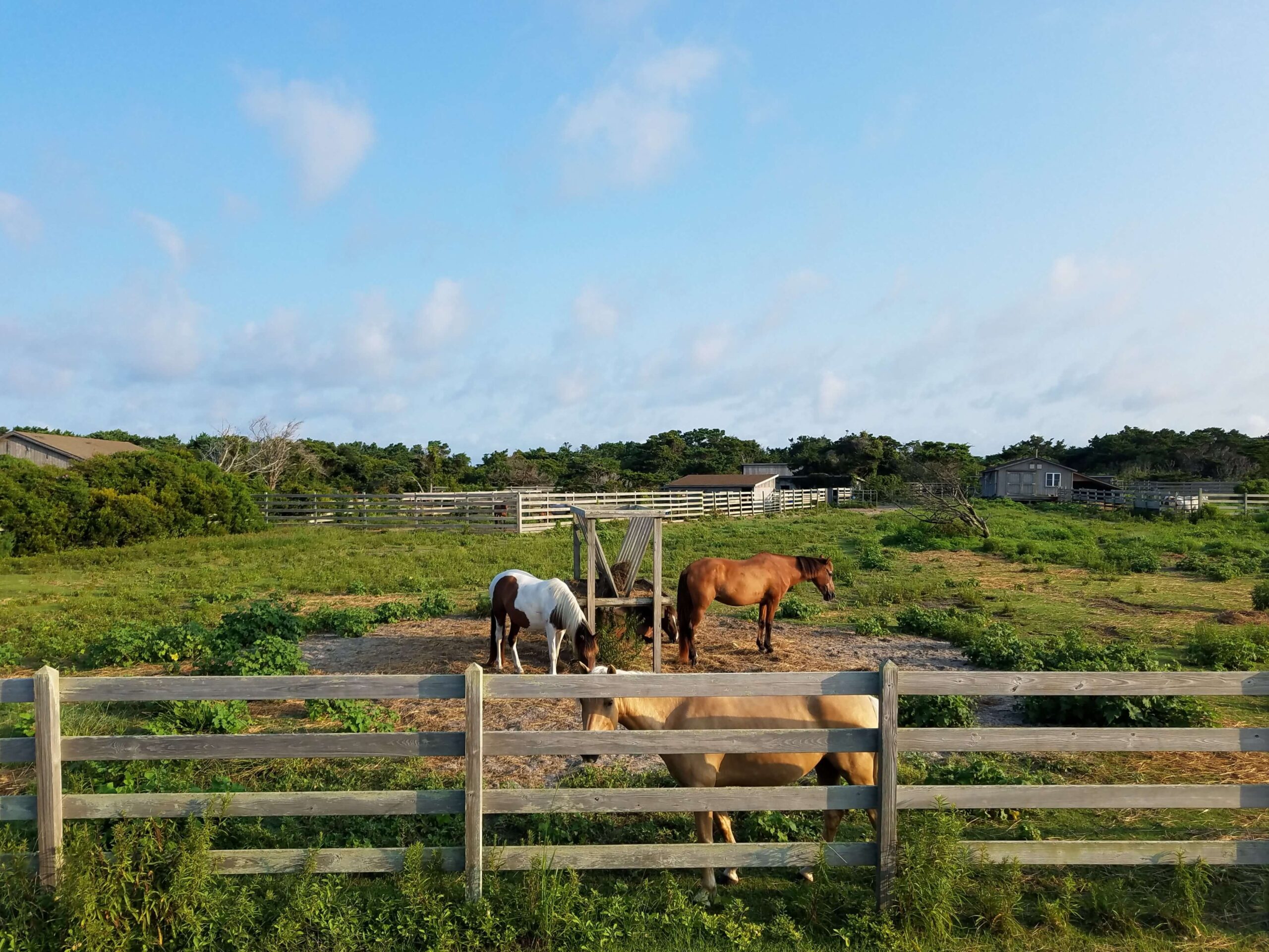 Horses